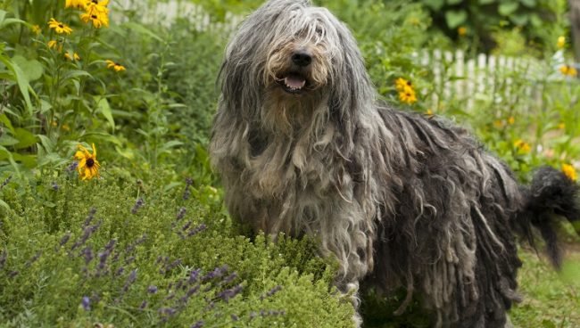 Bergamasco Sheepdog