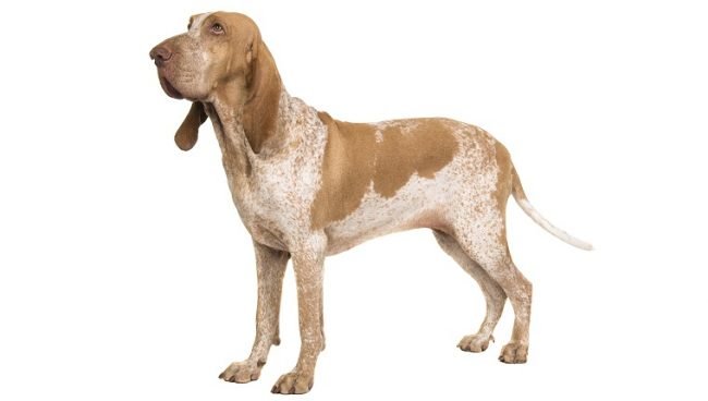 Bracco Italiano