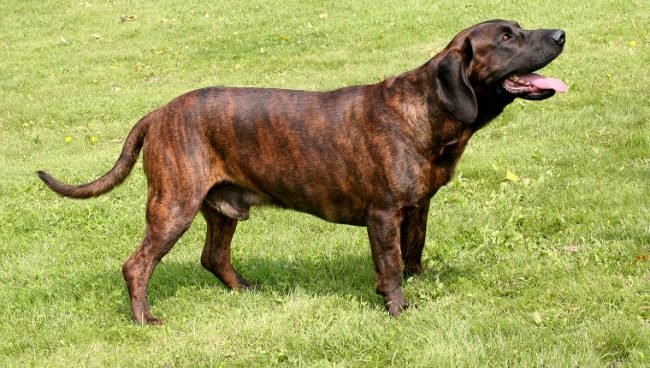 Hanoverian Scenthound