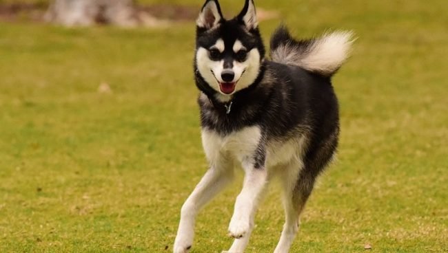 Alaskan Klee Kai