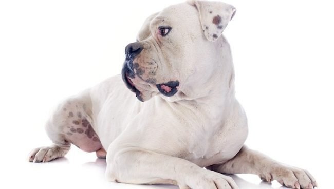 American Bulldog