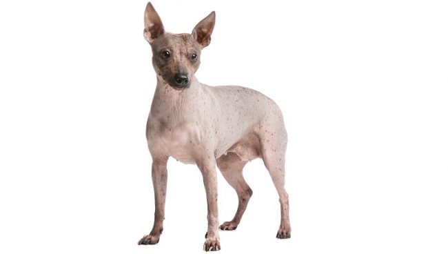American Hairless Terrier