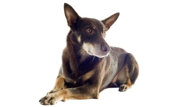 Australian Kelpie