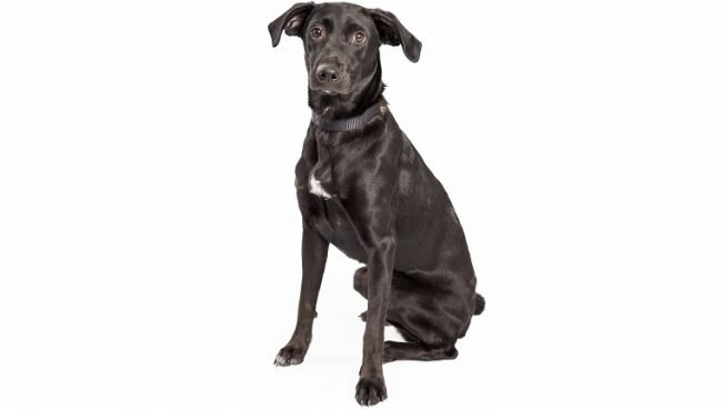 Australian Shepherd Lab Mix