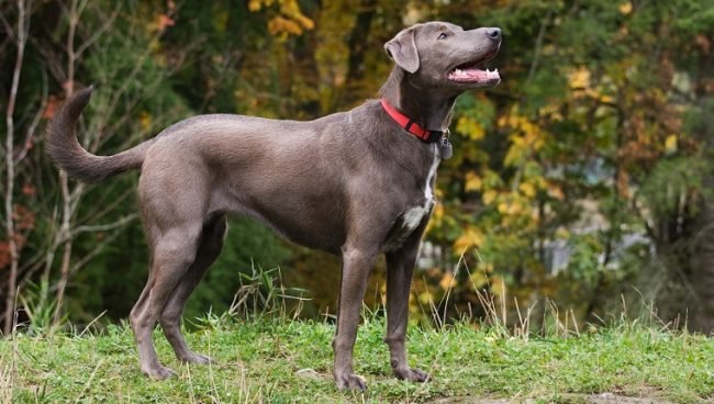 Blue Lacy