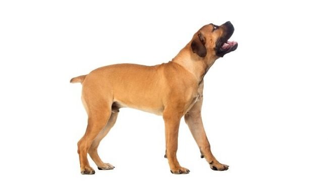 Boerboel