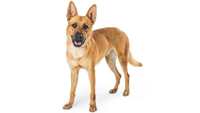 Carolina Dog