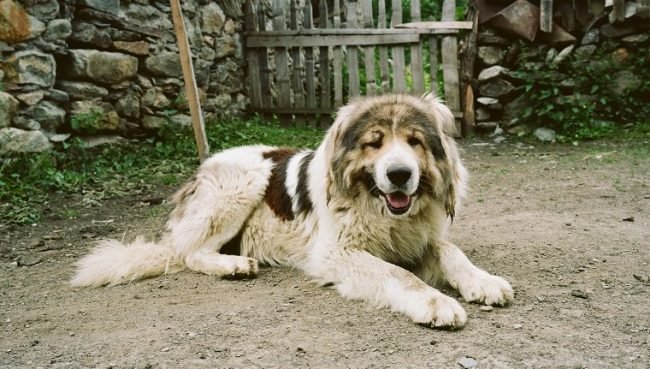 Caucasian Shepherd Dog