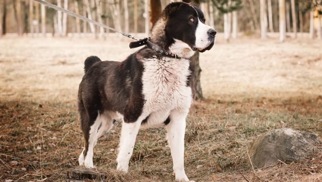Central Asian Shepherd Dog