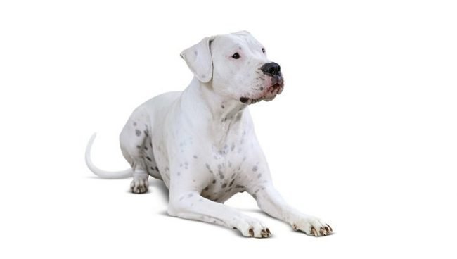 Dogo Argentino