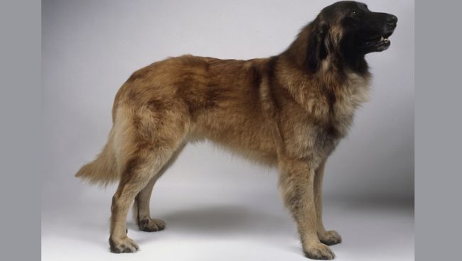 Estrela Mountain Dog