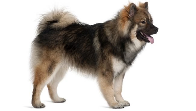 Eurasier