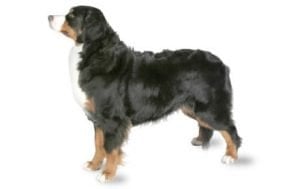 Bernese Mountain Dog