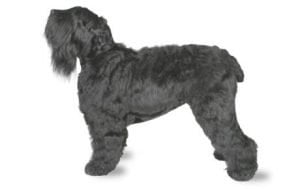 Black Russian Terrier