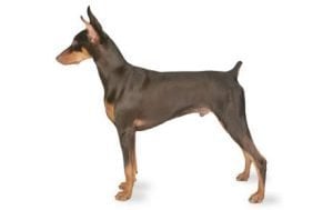 Doberman Pinscher