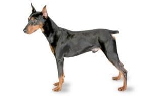 German Pinscher
