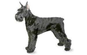 Giant Schnauzer