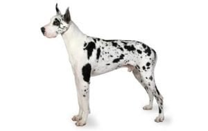 Great Dane