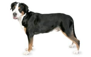 Greater Swiss Mountain Dog