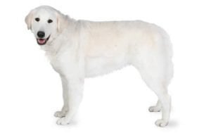 Kuvasz