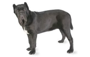 Neapolitan Mastiff