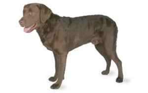 Chesapeake Bay Retriever