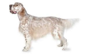English Setter