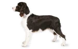 English Springer Spaniel