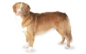 Nova Scotia Duck Tolling Retriever