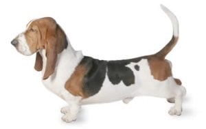 Basset Hound