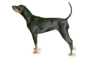 Black and Tan Coonhound