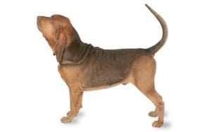 Bloodhound