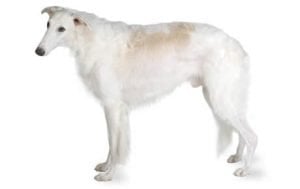 Borzoi