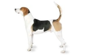 English Foxhound