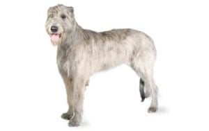 Irish Wolfhound