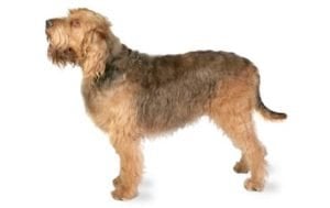 Otterhound