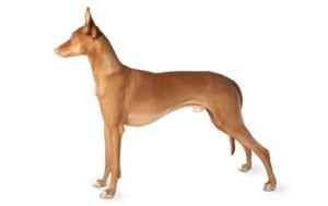 Pharaoh Hound