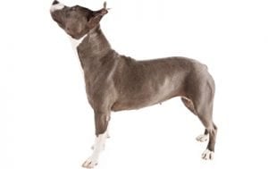 American Pit Bull Terrier
