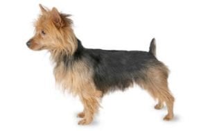 Australian Terrier
