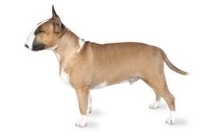 Bull Terrier