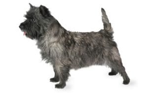 Cairn Terrier