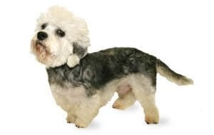 Dandie Dinmont Terrier