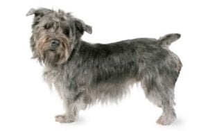 Glen of Imaal Terrier