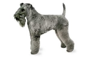 Kerry Blue Terrier