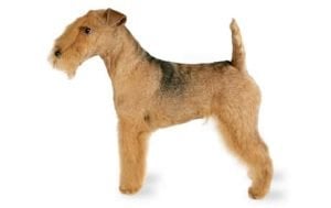 Lakeland Terrier