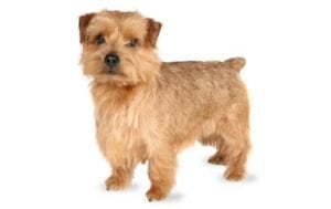Norfolk Terrier