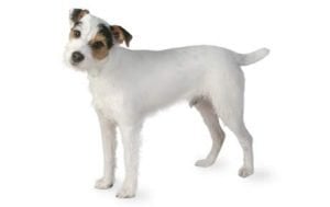 Jack Russell Terrier