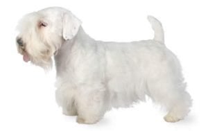 Sealyham Terrier