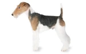 Fox Terrier