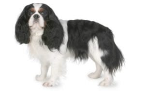 Cavalier King Charles Spaniel